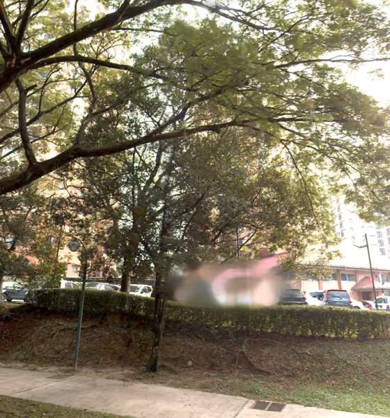 tree photo
