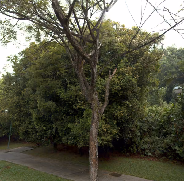 tree photo