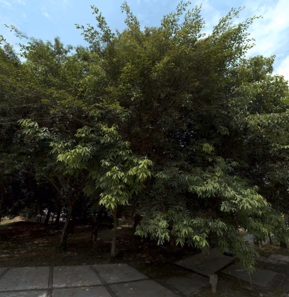 tree photo