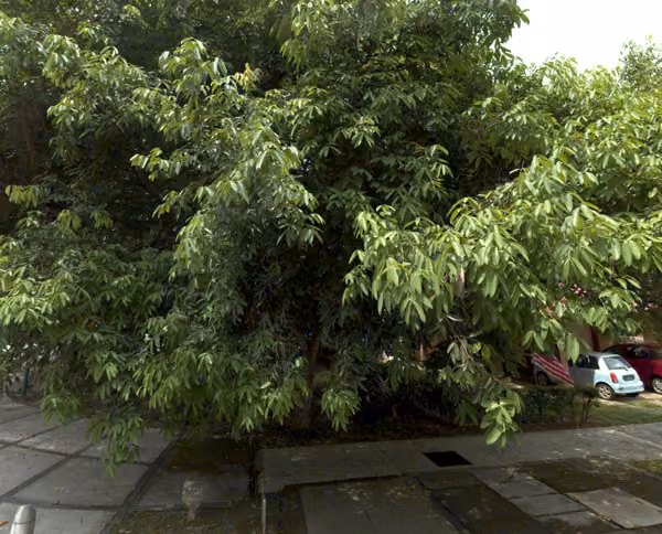 tree photo