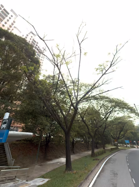 tree photo