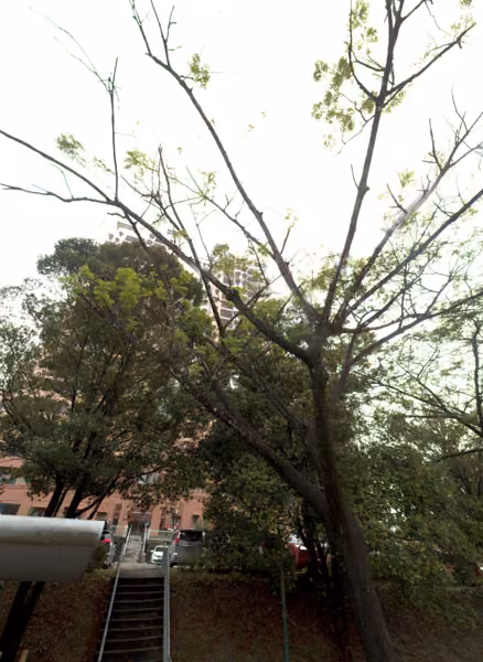 tree photo