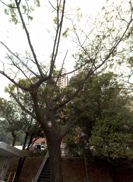 tree photo