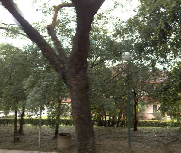 tree photo