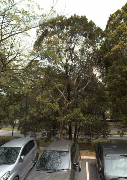 tree photo