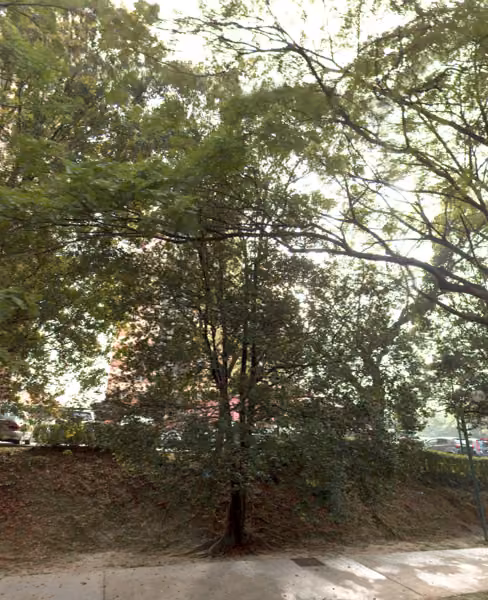 tree photo