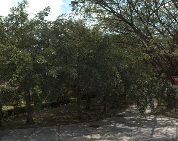 tree photo