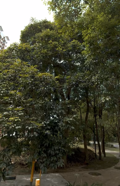 tree photo