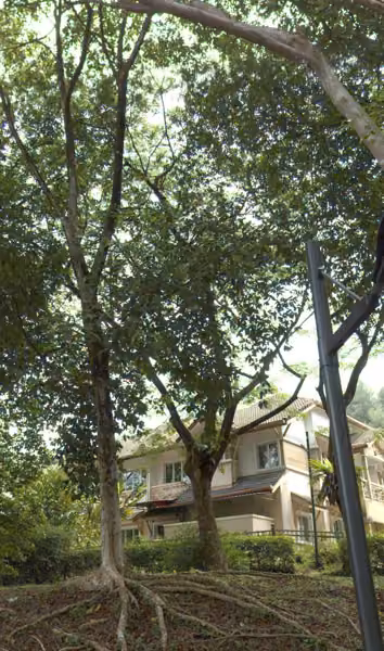 tree photo