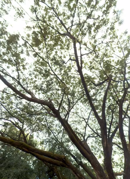 tree photo