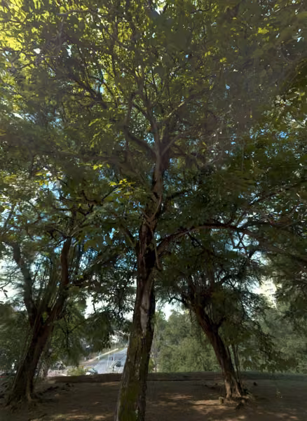 tree photo