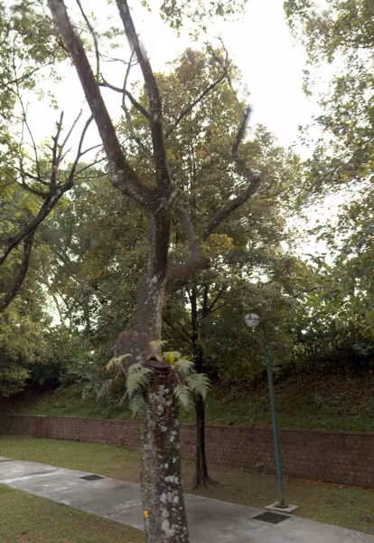 tree photo