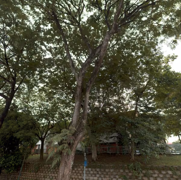 tree photo