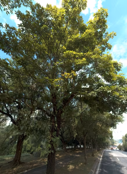 tree photo