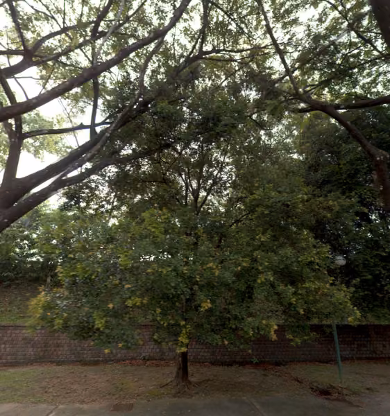 tree photo