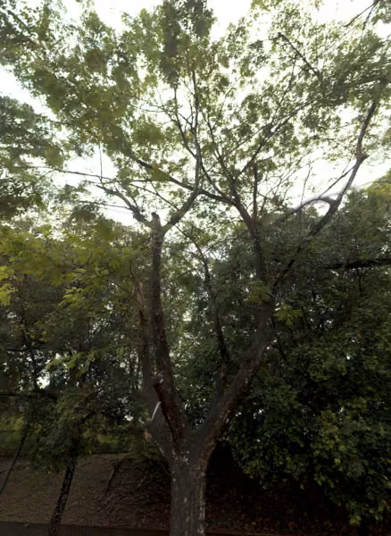 tree photo