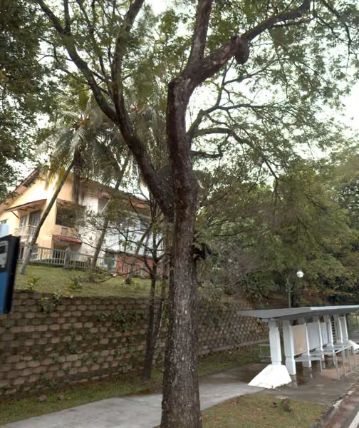 tree photo