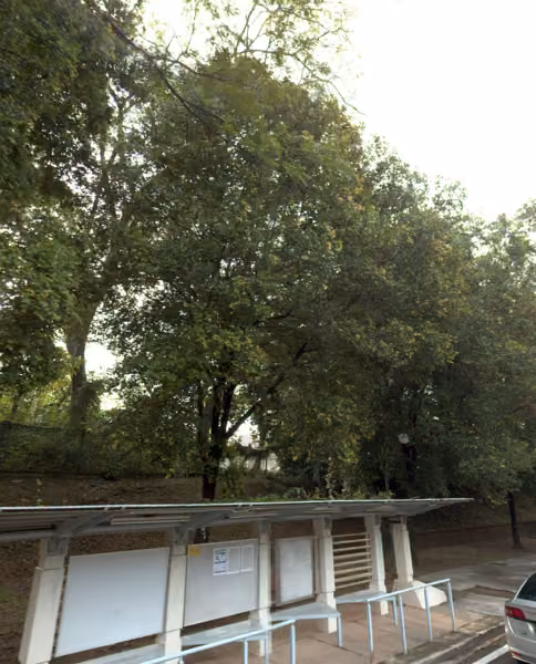 tree photo