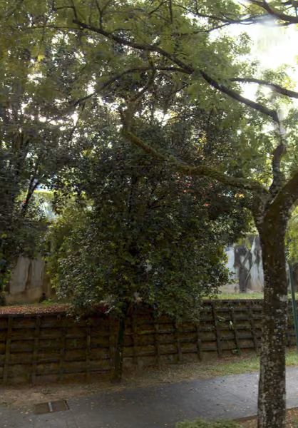 tree photo