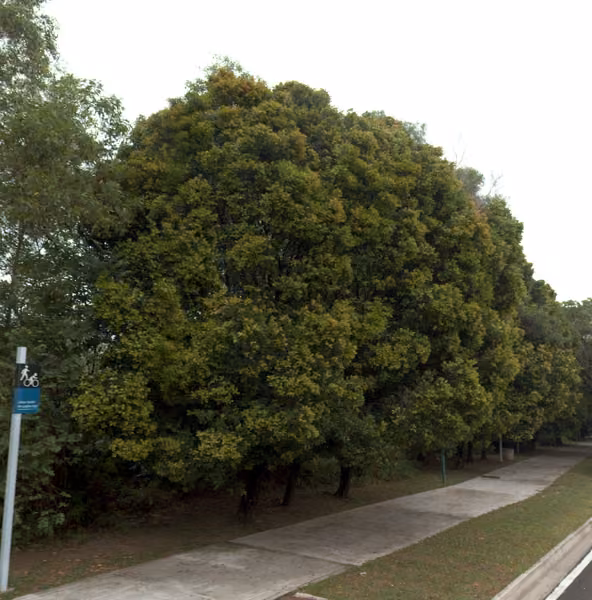 tree photo