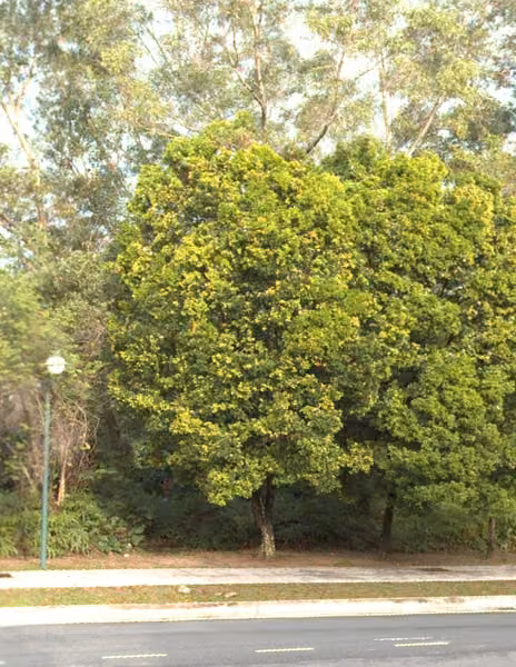tree photo