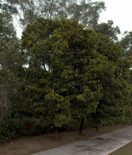 tree photo