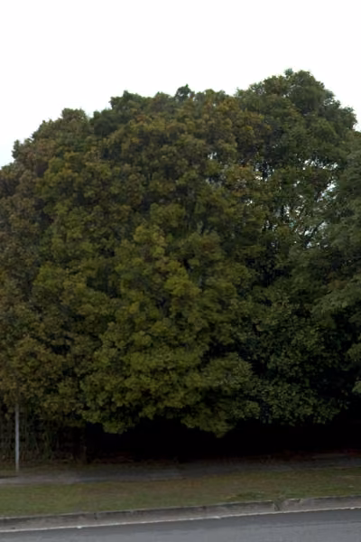 tree photo
