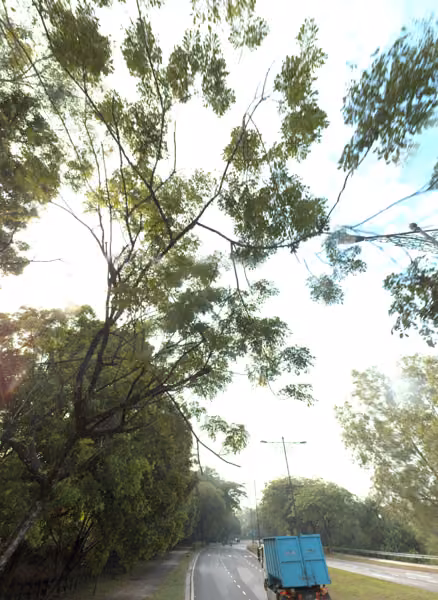tree photo