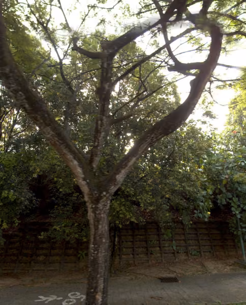 tree photo