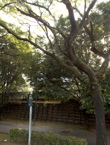 tree photo