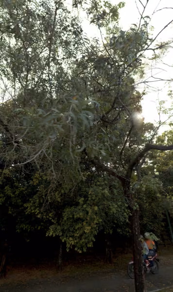 tree photo