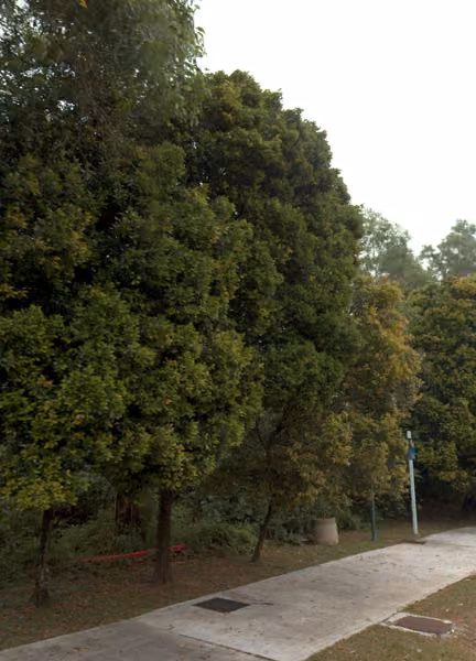 tree photo