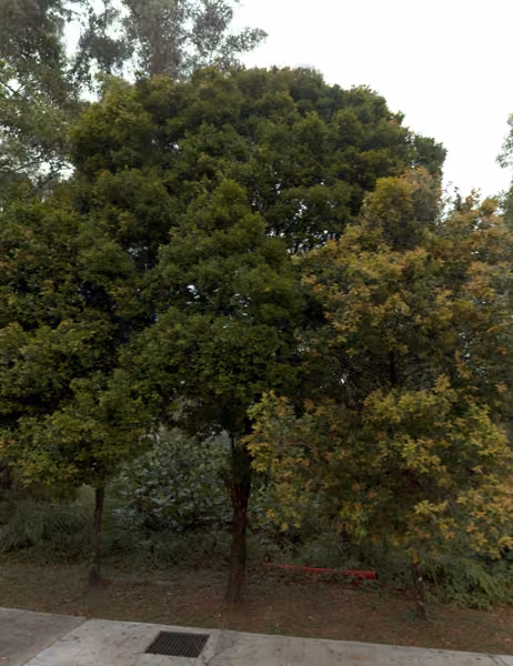 tree photo
