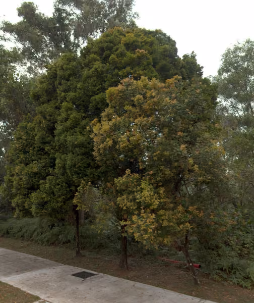 tree photo