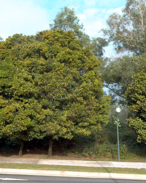 tree photo