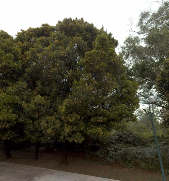 tree photo