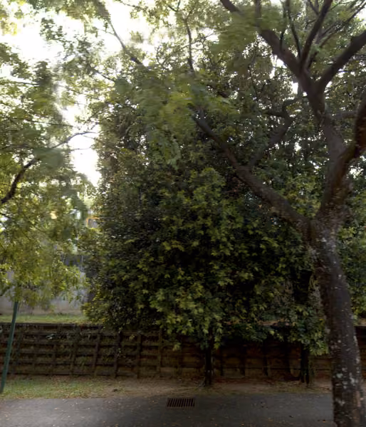 tree photo