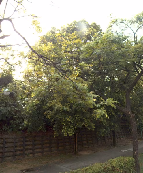 tree photo