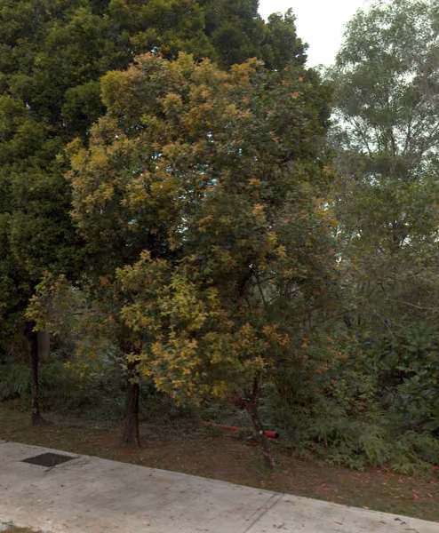 tree photo