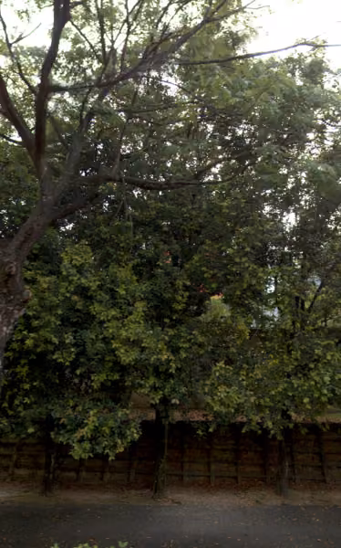 tree photo