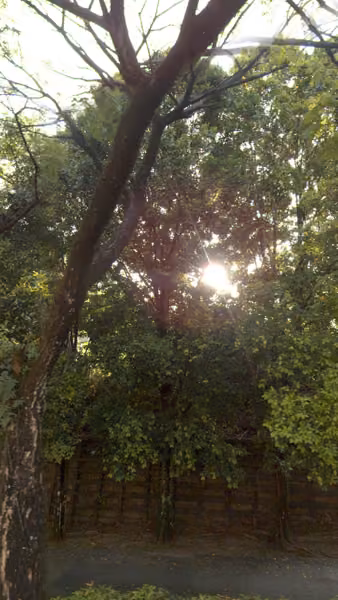 tree photo