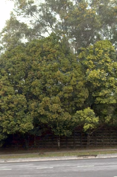 tree photo