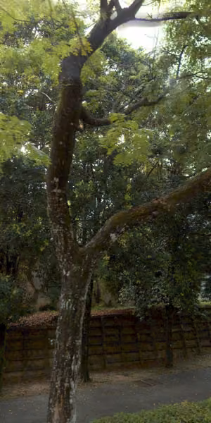 tree photo