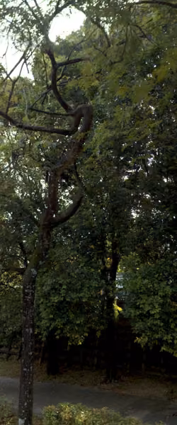 tree photo