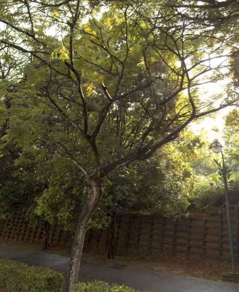 tree photo