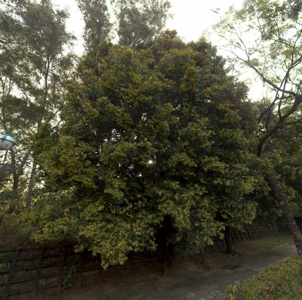 tree photo