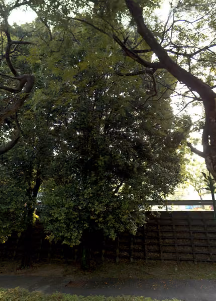 tree photo