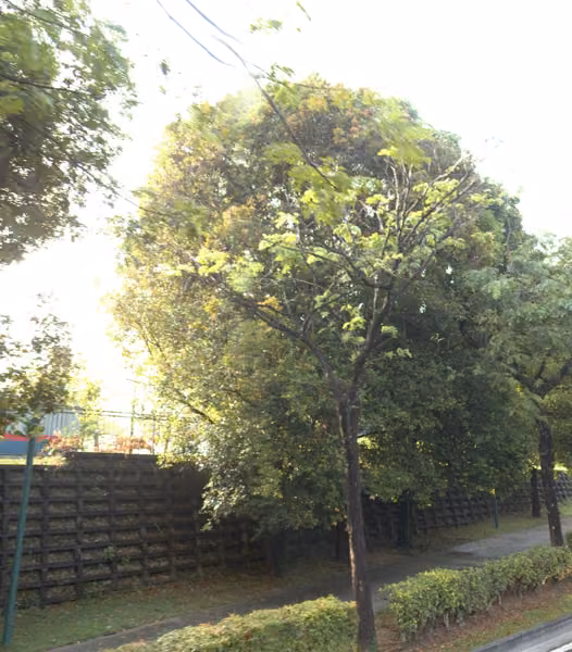 tree photo