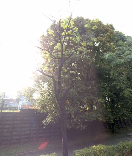 tree photo