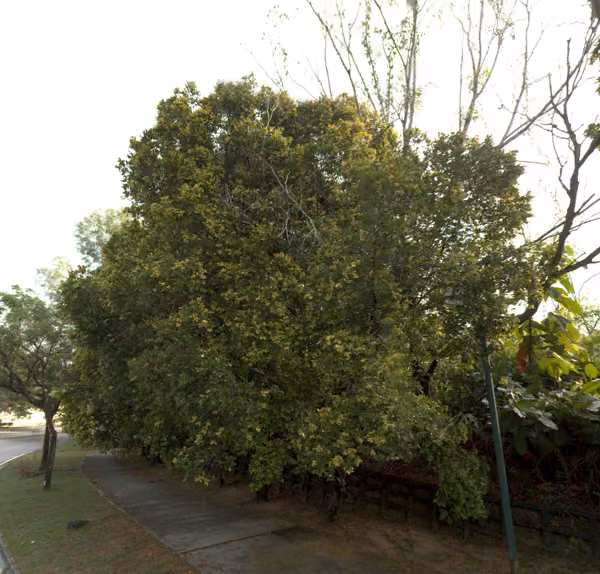 tree photo